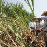 US$ 25 millones recibirá proyecto de biocombustibles de Maple Etanol del BID 